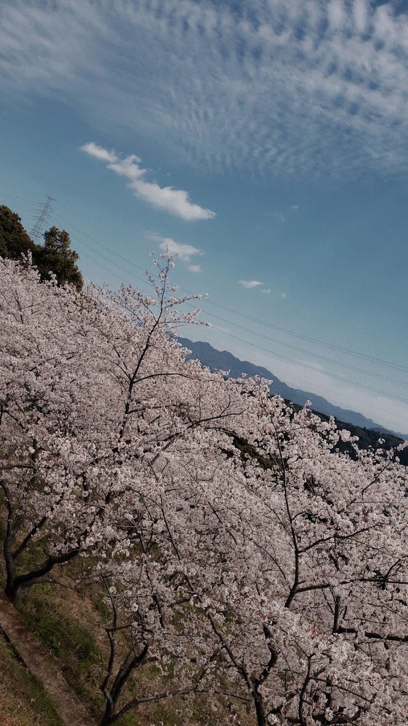寺山いこいの広場 千本桜
