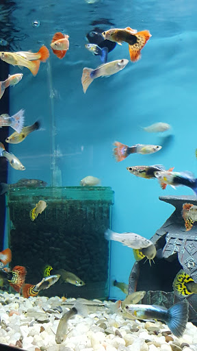 Tropical Fish Store «Aquariums By JJ», reviews and photos, 33 Hamburg Turnpike, Riverdale, NJ 07457, USA