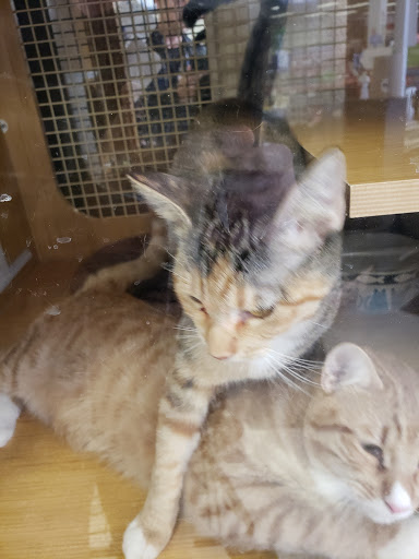 Pet Supply Store «Petco Animal Supplies», reviews and photos, 1401 E Spring Valley Rd, Richardson, TX 75081, USA