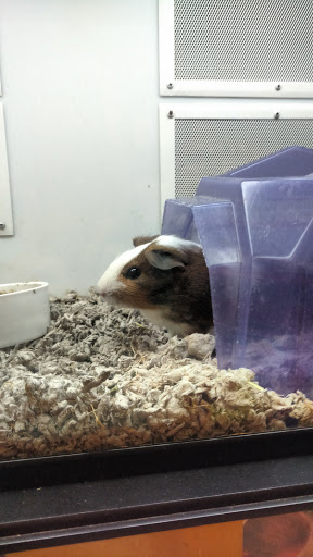 Pet Supply Store «Petco Animal Supplies», reviews and photos, 7721 Mentor Ave, Mentor, OH 44060, USA