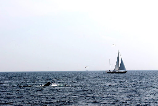 Cruise Agency «Capt. Bill & Sons Whale Watch», reviews and photos, 24 Harbor Loop, Gloucester, MA 01930, USA