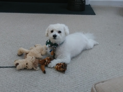 Pet Groomer «One Stop Pet Shop Inc», reviews and photos, 1375 Chestnut St # 103, Emmaus, PA 18049, USA