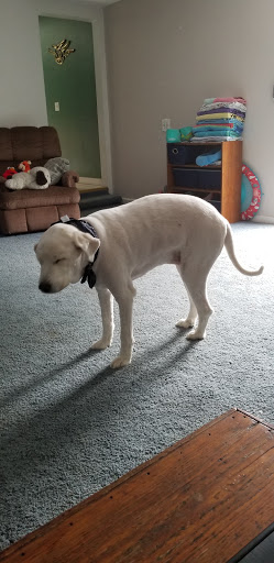 Pet Supply Store «Petco Animal Supplies», reviews and photos, 6280 S Westnedge Ave, Portage, MI 49002, USA