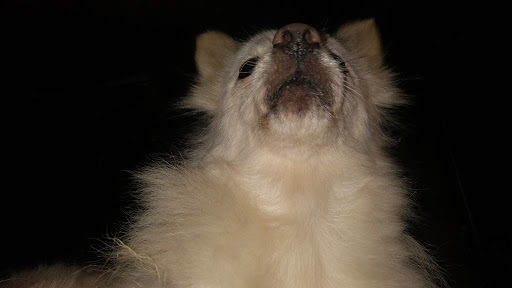 Pet Store «Pets Plus», reviews and photos, 5054 Old Taylor Mill Rd, Taylor Mill, KY 41015, USA