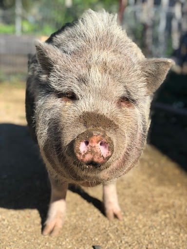 Winery «Stephen & Walker Winery», reviews and photos, 243 Healdsburg Ave, Healdsburg, CA 95448, USA