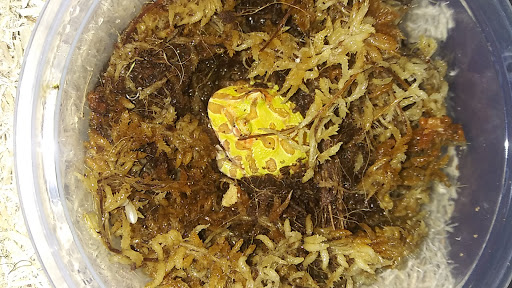 Reptile Store «Reptile Pets Direct», reviews and photos, 8088 Pat Booker Rd, Live Oak, TX 78233, USA