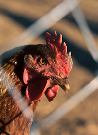 Humble Exception Creations - Photo 2 - Car repair in , Kingsport