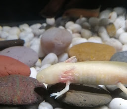 Acuario Michin Puebla photo