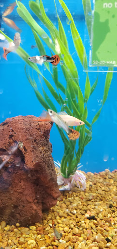 Pet Supply Store «Petco Animal Supplies», reviews and photos, 1142 Broadway, Chula Vista, CA 91911, USA