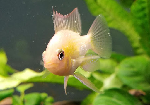 Pet Supply Store «PetSmart», reviews and photos, 1040 Cross Creek Dr, Saltillo, MS 38866, USA