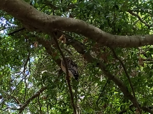 Golf Club «Heathrow Country Club», reviews and photos, 1200 Bridgewater Dr, Heathrow, FL 32746, USA