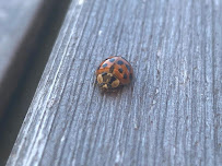 Rambo Total Pest Control