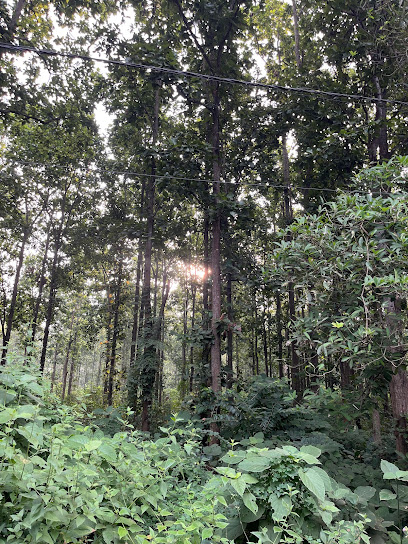 Garhbeta Forest