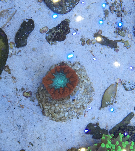 ReefGarten Meerwasser Aquaristik unter Kranzberg, 