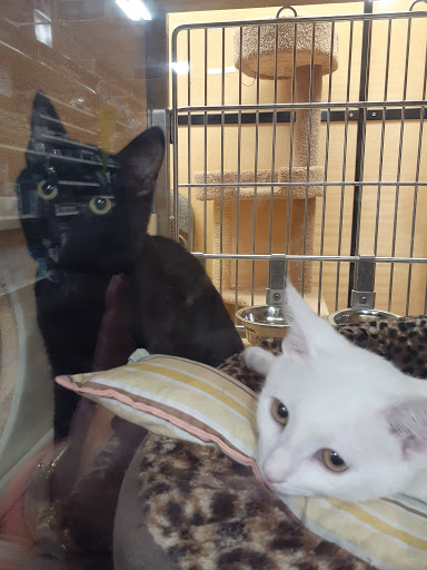 Pet Supply Store «PetSmart», reviews and photos, 1183 Berkshire Blvd, Wyomissing, PA 19610, USA