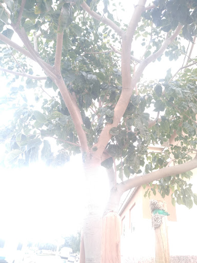 Florist «Secret Garden Florist», reviews and photos, 6076 Lincoln Ave, Cypress, CA 90630, USA