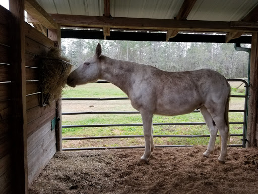 Festival «Spirit of the Suwannee Music Park», reviews and photos, 3076 95th Dr, Live Oak, FL 32060, USA