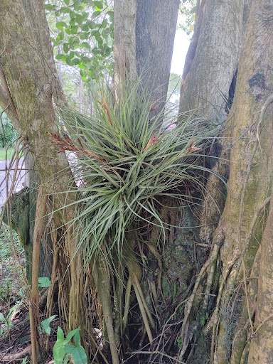 Park «Easterlin Park», reviews and photos, 1000 NW 38th St, Oakland Park, FL 33309, USA