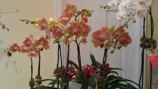 Ginny's Orchids