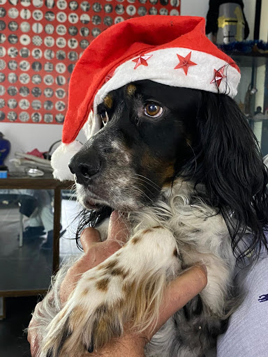 Veterinae Clínica Veterinaria en Barcelona