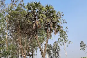 Five Headed Palm Tree image