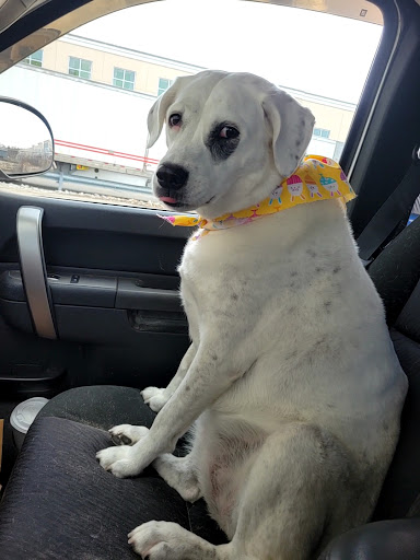 Tails Above the Rest