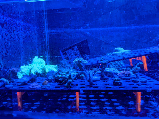 Tropical Fish Store «Quantum Reefs», reviews and photos, 7025 Brookfield Plaza, Springfield, VA 22150, USA