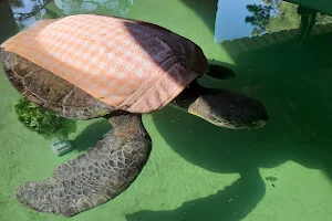 Caretta Kaplumbağaları Tedavi Merkezi image