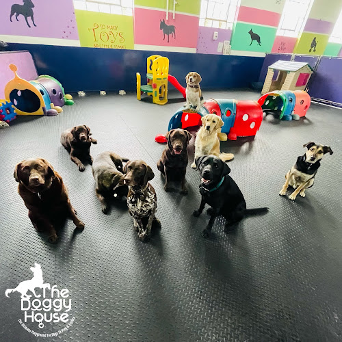 The Doggy House Dog Daycare Altrincham Manchester - Dog trainer