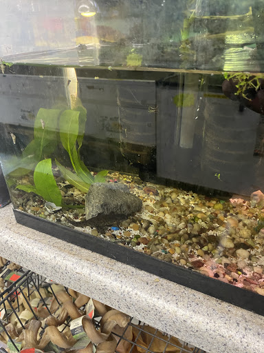 Pet Store «Jules Pet Shop», reviews and photos, 2214 N Milwaukee Ave, Chicago, IL 60647, USA