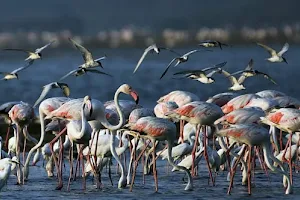 Pulicat boating -magimai raj image