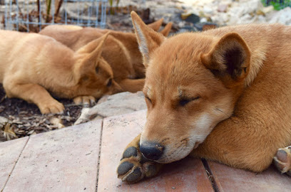 Dingo Den Animal Rescue