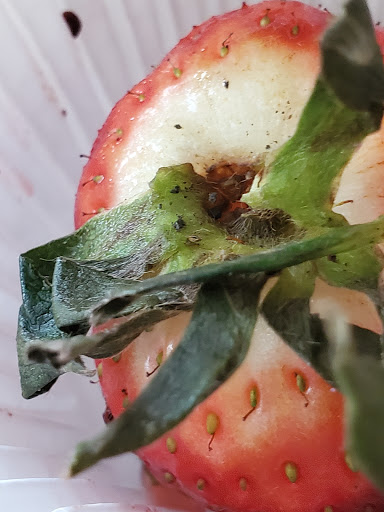 Gift Shop «Edible Arrangements», reviews and photos, 1531 N Quaker Ln, Alexandria, VA 22302, USA