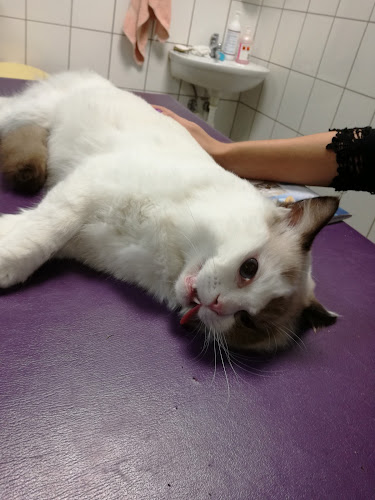 Lecznica Weterynaryjna "Błonie s.c." - Weterynarz