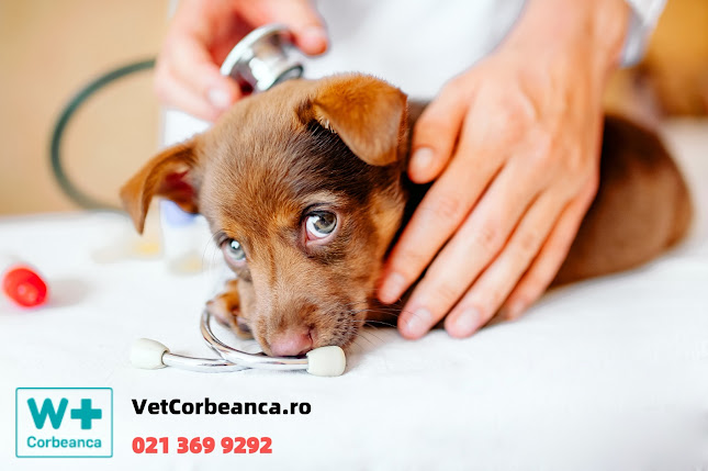 Clinica Veterinara WESTERNVET - Veterinar