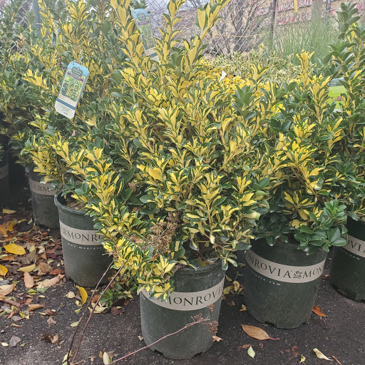 Garden Center «Westminster Nursery & Florist», reviews and photos, 30 Westminster Rd, West Hempstead, NY 11552, USA