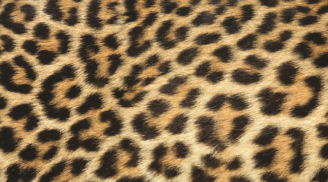 Leopard Print Ltd