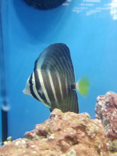 Pet Supply Store «Petco Animal Supplies», reviews and photos, 520 Woodside Rd, Redwood City, CA 94061, USA