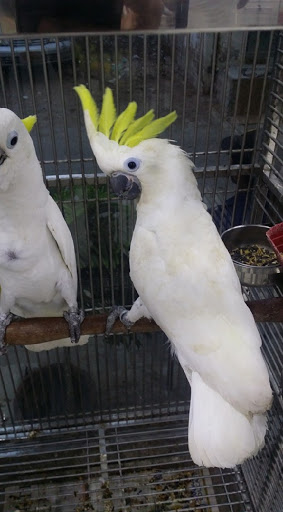 Pet Supply Store «Pet Supplies Plus», reviews and photos, 126 E Main St, Smithtown, NY 11787, USA