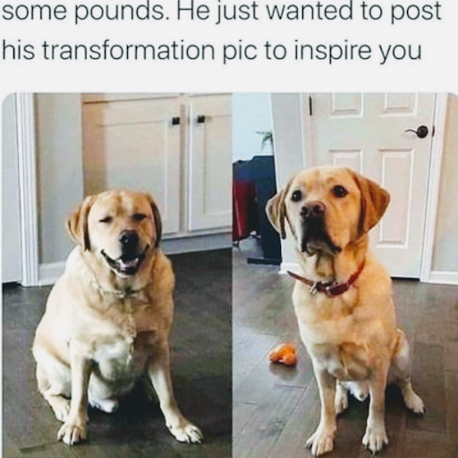 Pet Supply Store «Petz Love», reviews and photos, 9231 Lincoln Ave #200, Lone Tree, CO 80124, USA