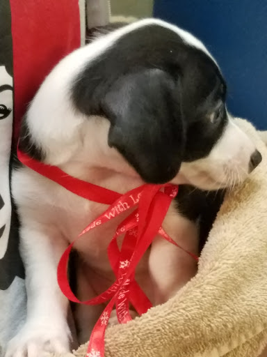 Pet Groomer «Tidy Dog Pet Supply & Salon», reviews and photos, 2612 Lebanon Pike A, Nashville, TN 37214, USA