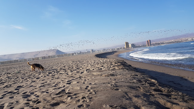 Opiniones de Playa Las Machas en Arica - Camping