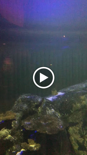 Aquarium «Shark Reef Aquarium at Mandalay Bay», reviews and photos, 3950 S Las Vegas Blvd, Las Vegas, NV 89119, USA