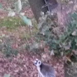 Photo n° 2 de l'avis de Marie-Claude.O fait le 31/10/2017 à 22:02 pour Spaycific Zoo à Spay