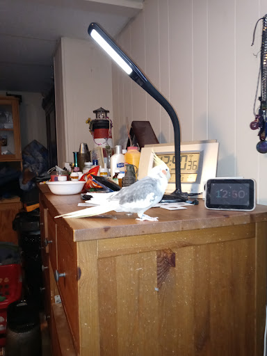 Hardware Store «Harlem Foster Hardware Inc.», reviews and photos, 7230 W Foster Ave, Chicago, IL 60656, USA