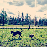 Pawfect Love Pet Care - Photo 1 - Car repair in , Eugene