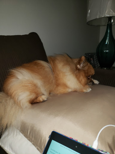 Pet Supply Store «PetSmart», reviews and photos, 15555 E 14th St, San Leandro, CA 94578, USA