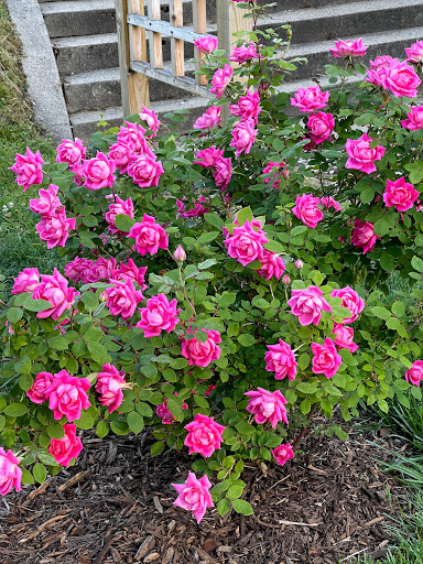 Leeper Historic Rose Garden