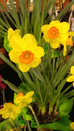 Grocery Store «Robert Fresh Market», reviews and photos, 7355 Highland Rd, Baton Rouge, LA 70808, USA