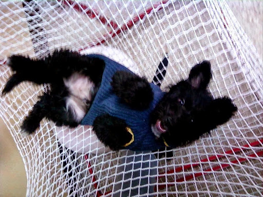 Pet Supply Store «Litterpaw Pet Supply», reviews and photos, 267 S 10th St, Philadelphia, PA 19107, USA